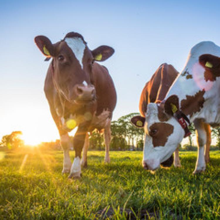  cow light